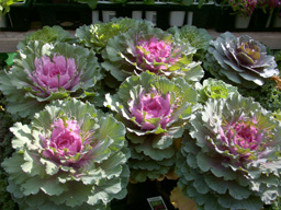 flower picture