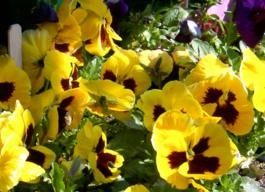 flower picture
