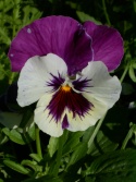 flower picture