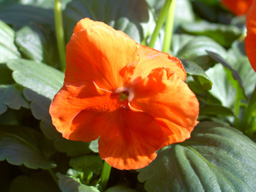flower picture