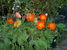 flower picture