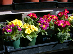 flower picture