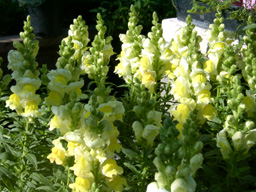 flower picture