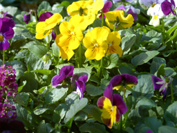flower picture